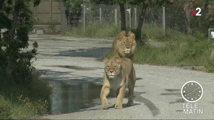 Environnement : Paris au chevet de la biodiversité