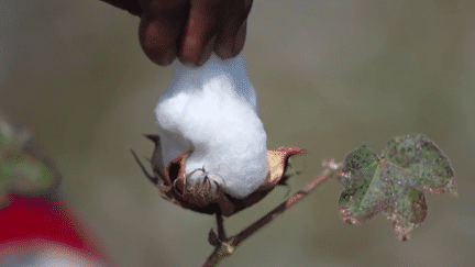 En Inde, la production de coton, qui passait jusqu’il y a peu de temps par les pesticides, transitionne vers le biologique. Elle ne représente pour l’instant que 10% des exportations, mais le marché ne cesse de croitre. (france 2)