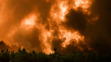 La pinède brûle le 10 août 2022 autour de Belin-Beliet qui a été évacuée. (PHILIPPE LOPEZ / AFP)