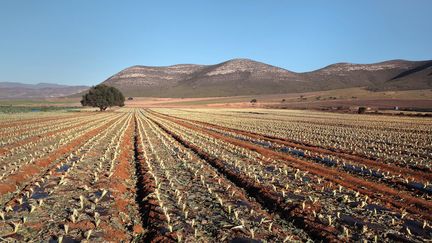 Des champs près de&nbsp;Cortijo del Fraile, dans la province d'Almeria, en Andalousie, dans le sud de l'Espagne, le 28 mai 2018. (MANUEL COHEN / AFP)