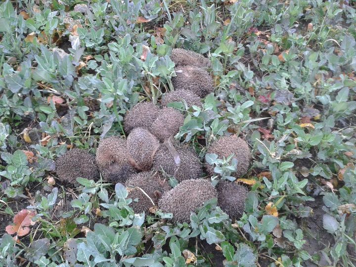 Les hérissons ont été relâchés dans la nature. (GENDARMERIE NATIONALE)