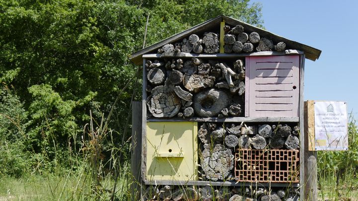 Les hôtels à insectes s'installent même dans la campagne, comme ici dans le Lot-et-Garonne, à côté d'un vignoble conduit en biodynamie.&nbsp; (ISABELLE MORAND / RADIO FRANCE / FRANCE INFO)