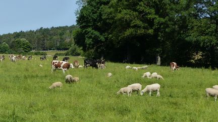 Dans ses fermes expérimentales, l'Inrae tente de développer des élevages plus respectueux de l'environnement, de réduire l'usage des pesticides ou même d'alléger le travail des agriculteurs, comme ici à Mirecourt dans les Vosges. (INRAE)