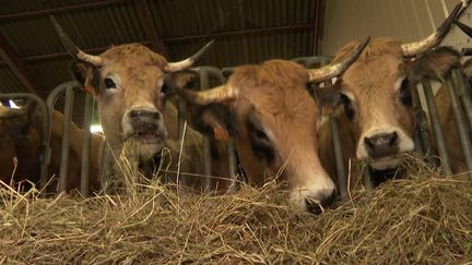 Vaches de l'Aubrac (FTV)