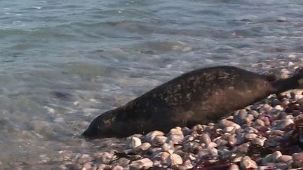 Dans la baie de Somme, quatre bébés phoques ont été mis à l'eau le samedi 9 octobre. Abandonnés par leur mère à la naissance, ils avaient été recueillis et soignés par une association. (Capture d'écran France 3)