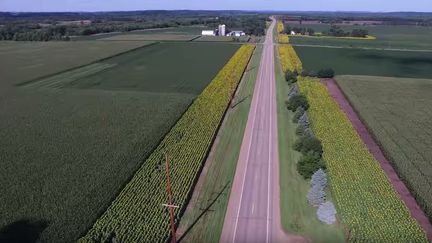 Les tournesols ont &eacute;t&eacute; plant&eacute;s des deux c&ocirc;t&eacute;s de la route 85, dans le Wisconsin.&nbsp; (BRAD MIKELSON / YOUTUBE)