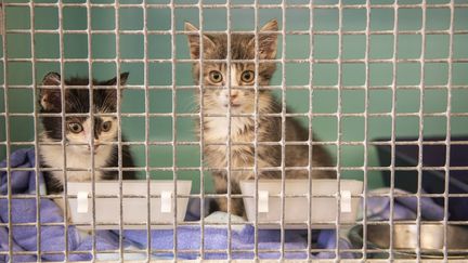 Des chats dans centre de la Société protectrice des animaux, à Poulainville (Somme), le 26 août 2021. (STEVEN WASSENAAR / HANS LUCAS / AFP)