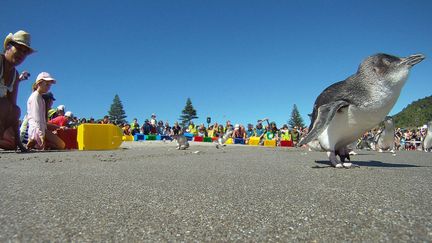 Des sauveteurs remettent &agrave; la mer des b&eacute;b&eacute;s pengouins &agrave; Tauranga (Nouvelle-Z&eacute;lande), le 8 d&eacute;cembre 2011. (MARTY MELVILLE / AFP)