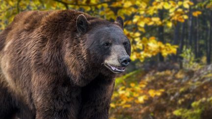 Ours brun des Pyrénées (PHILIPPE CLEMENT / MAXPPP)