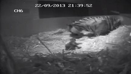 Melati, une tigresse de Sumatra, a donn&eacute; naissance &agrave; son premier petit, sous l'&oelig;il des cam&eacute;ras, le 22 septembre 2013 au zoo de Londres (Royaume-Uni). (REUTERS / FRANCETV INFO)