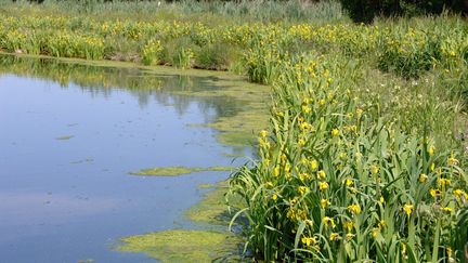 Certaines étendue d'eau permettent de traiter naturellement des eaux grâce au lagunage par des plantes. (MAXPPP)