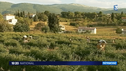 Grasse : le parfum, une industrie florissante