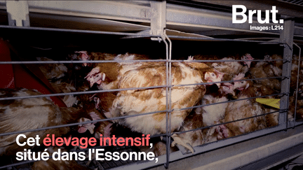 Une nouvelle vidéo diffusée par l’association L214 témoigne de l’horreur dans laquelle sont entassées 150 000 poules pondeuses.