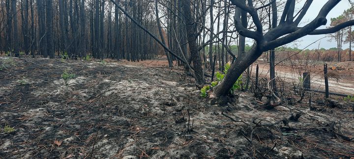 L'ambition reste de regarnir la forêt de la Teste-de-Buch presque à l’identique. (FARIDA NOUAR / FRANCEINFO)