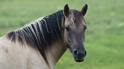 Findus France a retir&eacute; des rayons fran&ccedil;ais&nbsp;des lasagnes, de la moussaka ou encore du hachis parmentier susceptibles de contenir de la viande de cheval de Roumanie. (YVAN TRAVERT / PHOTONONSTOP / AFP)