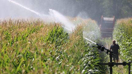 Irrigation d'un champ de maïs à Niederhergheim (Haut-Rhin) le 10 août 2022 (HERVE KIELWASSER / MAXPPP)