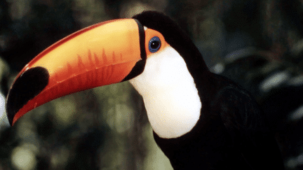 Il a un très gros bec coloré. Mais comment peut-il servir au toucan ? Explications.