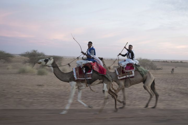 Chameaux à Oualata, petite cité perdue dans les sables qui accueille le Festival des villes anciennes de Mauritanie (20 novembre 2018)
 (Thomas Samson / AFP)