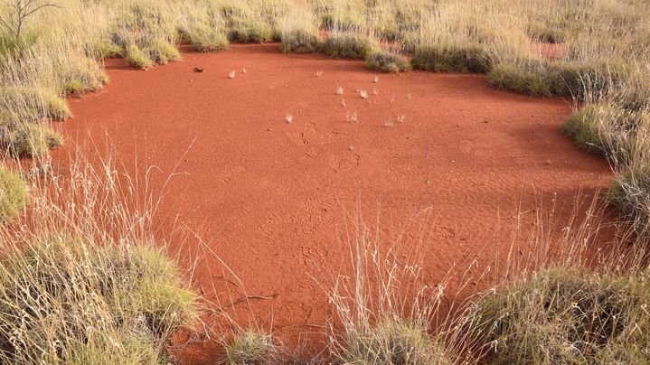 Un "cercle de fée" en Australie, étudié par Stephan Getzin. (STEPHAN GETZIN / DPA)