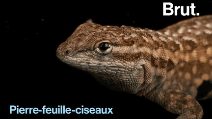 C’est la plus longue partie de "pierre-feuille-ciseau" au monde et elle se joue avec des lézards. L’enjeu ? Leur accouplement.