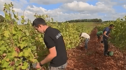 Famille Viguier : un bon cru de vignerons