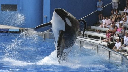 L'orque Tillikum se produit devant les spectateurs du parc SeaWorld d'Orlando en Floride, le 30 mars 2011.&nbsp; (MATHIEU BELANGER / REUTERS)