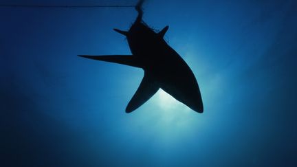 La Réunion : attaqué par un requin, un surfeur décède