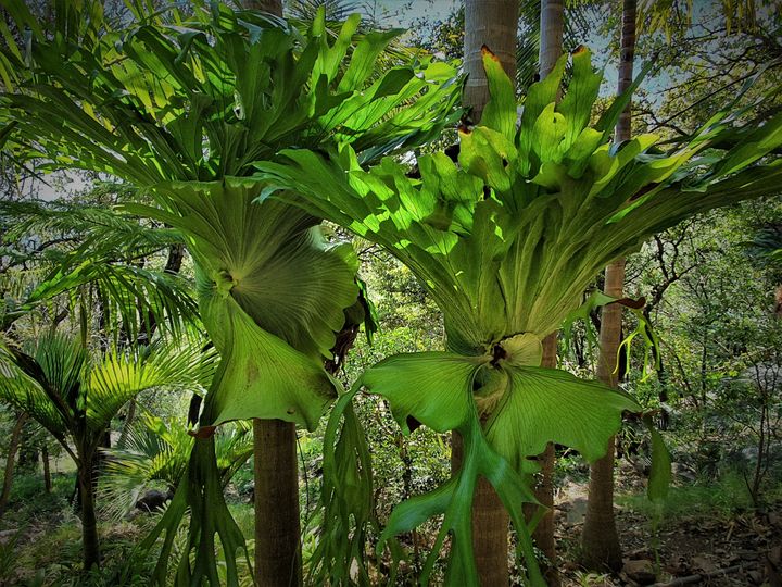 Les fougères corne-d'élan (Platycerium bifurcatum) sont épiphytes et poussent "ventousées" aux arbres. (ISABELLE MORAND / DR / RADIO FRANCE / FRANCE INFO)