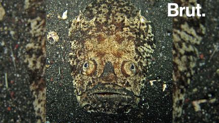 Au fond de la mer, cachées sous le sable, ces créatures ne laissent apparaître que leurs yeux et leur bouche... Elles sont prêtes à chasser.