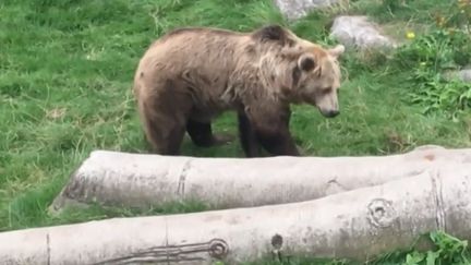 Nord : l'ours Kiwi va quitter le zoo