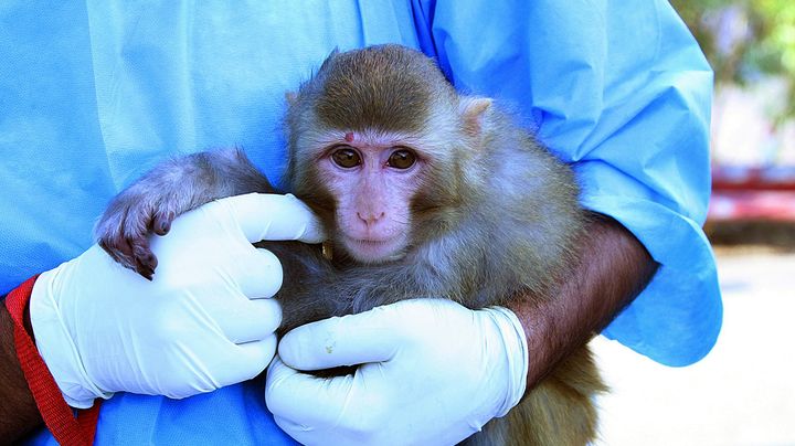 Un scientifique iranien tient un singe dans ses bras, sur une photo non dat&eacute;e. Selon les agences iraniennes, il s'agit du singe envoy&eacute; dans l'espace. (IRNA / AFP)