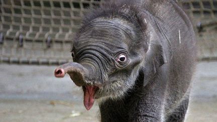 Un &eacute;l&eacute;phanteau &acirc;g&eacute; de trois semaines au zoo d'Ostrava (R&eacute;publique tch&egrave;que), le 26 f&eacute;vrier 2014. (RADEK MICA / AFP)