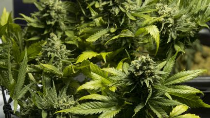 Cannabis : l'appel de 150 marseillais