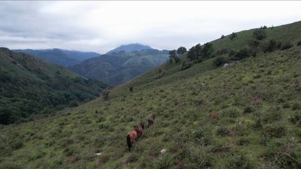 Pays basque : une randonnée surprenante au sommet (France 3)