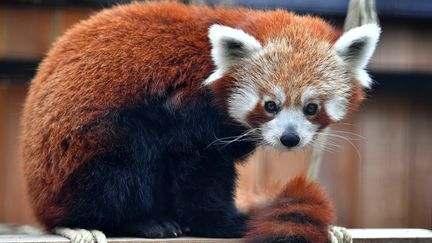 Une femelle panda roux du zoo de Lille (Nord). (MAXPPP)