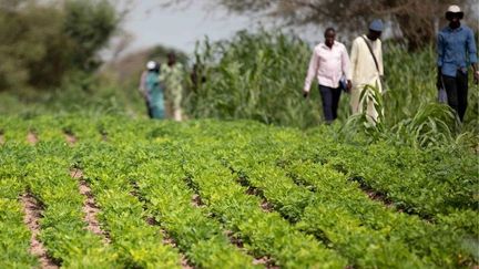 Parcelle d'arachide à Ndiob (Sénégal). Au Sénégal, l'arachide (légumineuse) est généralement cultivée en rotation avec le mil ou le sorgho. (R. BELMIN / CIRAD)