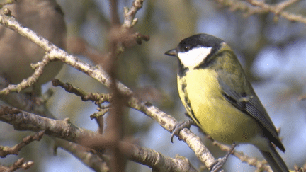 Biodiversité : grande opération de comptage des oiseaux (France 2)