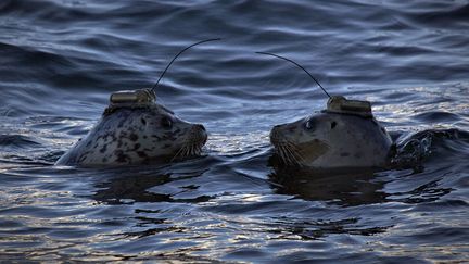 Deux phoques sont rel&acirc;ch&eacute;s de l'aquarium de Vancouver (Canada) apr&egrave;s avoir &eacute;t&eacute; &eacute;quip&eacute;s d'&eacute;metteurs satellites, le 20 novembre 2013. (ANDY CLARK / REUTERS)