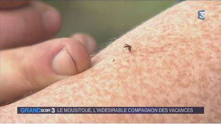 Les moustiques prospèrent en France