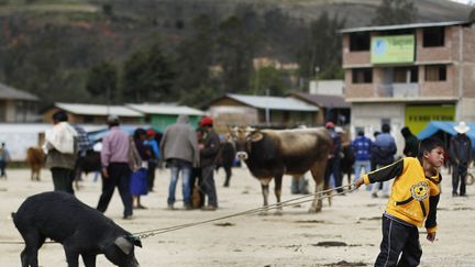 Un jeune gar&ccedil;on tente de tra&icirc;ner son cochon sur le march&eacute; de Celendin (P&eacute;rou), le 16 juin 2013. (ENRIQUE CASTRO-MENDIVIL / REUTERS)