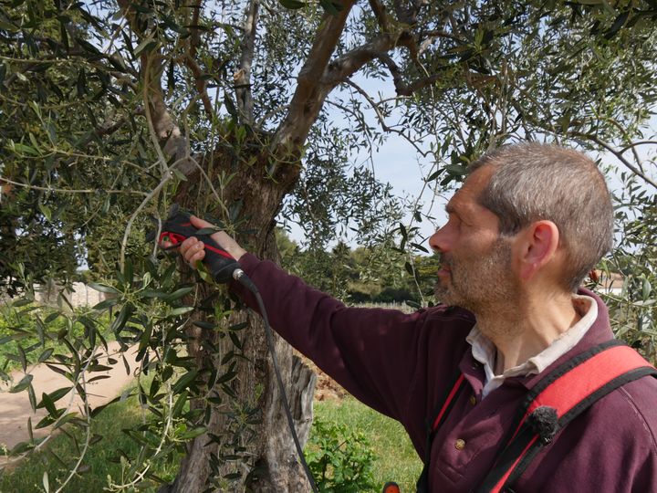 Frère Matteo, moine cistercien, responsable de l'oliveraie de l'abbaye de Lérins.&nbsp; (ISABELLE MORAND / RADIO FRANCE)