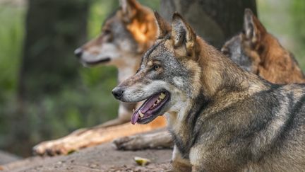 Trois loups gris dans une forêt allemande, le 23 septembre 2020. (MAXPPP)