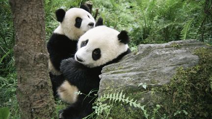 La r&eacute;serve naturelle du Wolong (province du Sichuan en Chine) abrite de nombreux pandas g&eacute;ants.&nbsp; (JAMES WARWICK / GETTY IMAGES)