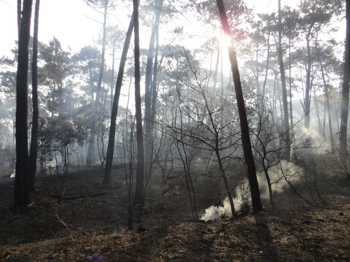 Des pins brûlés près de la piste 214 dans la forêt usagère de La Teste-de-Buch (Gironde), après l'incendie,&nbsp;le 21 juillet 2022. (MIREN GARAICOECHEA / FRANCEINFO)