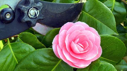 &nbsp; (Les camélias se bouturent fin août, début septembre. © Fotolia)