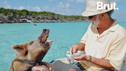 Les Bahamas comptent près de sept cents îles, mais une se distingue par ses habitants : des cochons.