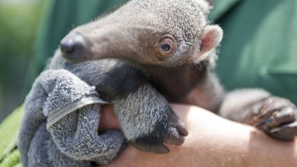 Evita, un jeune fourmillier femelle dans les bras de son soigneur au zoo de Berlin (Allemagne), le 18 juin 2013. (OLE SPATA / DPA / AFP)