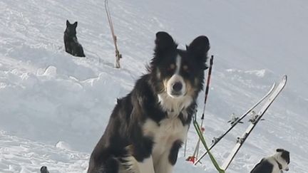 Les chiens d'avalanche sont capables de retrouver la trace des victimes sous la neige. Comment sont formés et entraînés ces animaux ? (FRANCE 3)