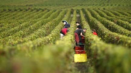 &nbsp; (Vendanges en Champagne, l'an dernier. Des images du passé ? ©  REUTERS/Benoit Tessier)