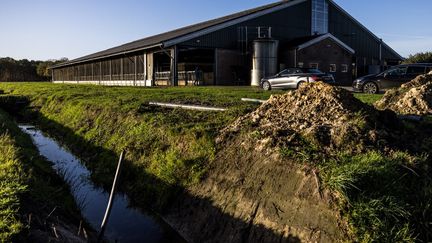 Les étables vides d'éleveurs néerlandais&nbsp;après la signature du contrat d'achat volontaire aux Pays-Bas, en octobre 2022. (ROB ENGELAAR / ANP MAG via AFP)